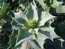 Mikołajek nadporski